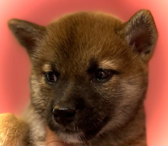 柴犬柴犬✨素敵な飼い主さん募集中✨