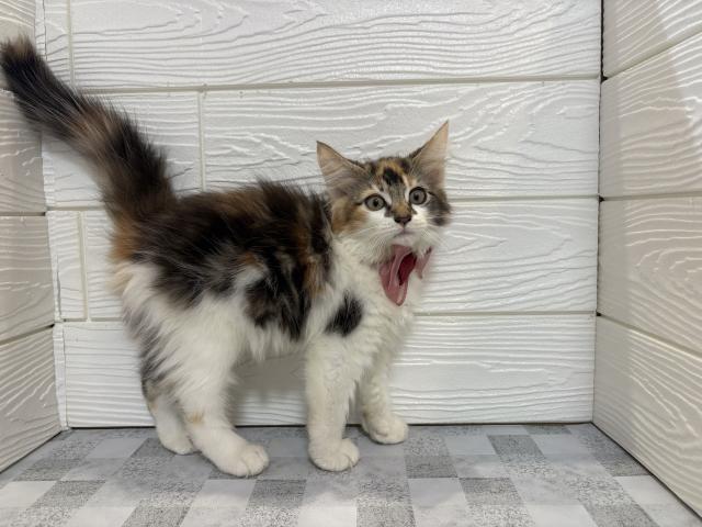 ノルウェージャンフォレストキャット