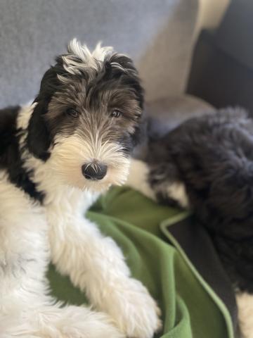 MIXシーパドゥードル（オールドイングリッシュシープドッグとスタンダードプードルのミックス犬）