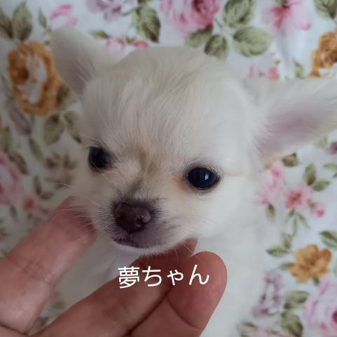 チワワ（ロングコート）