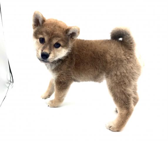 柴犬