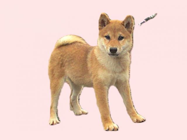 柴犬