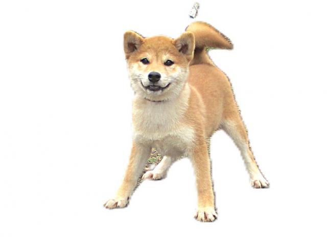 柴犬