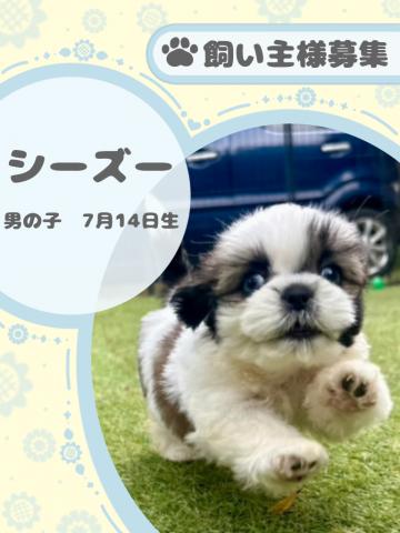 シーズー