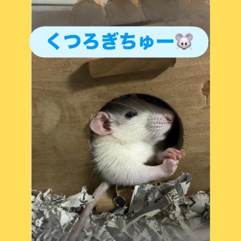 ファンシーラット ♪ハスキーラット ♪ ベビー ♪