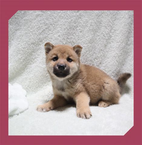 柴犬