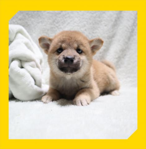 柴犬