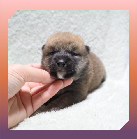 柴犬