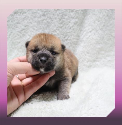 柴犬