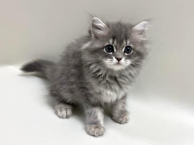 サイベリアン💕猫アレルギー有る方にお勧め猫種💕