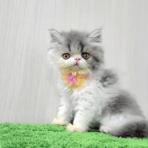 ペルシャ・ヒマラヤン