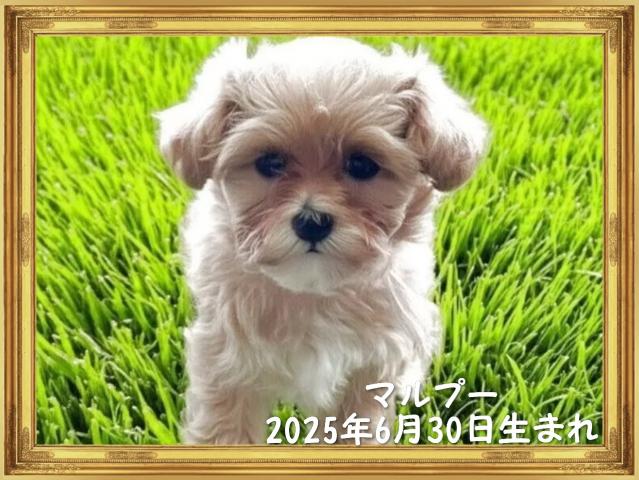 MIXマルプー