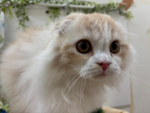 スコティッシュフォールド