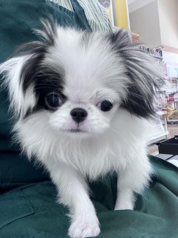 狆（ちん）
