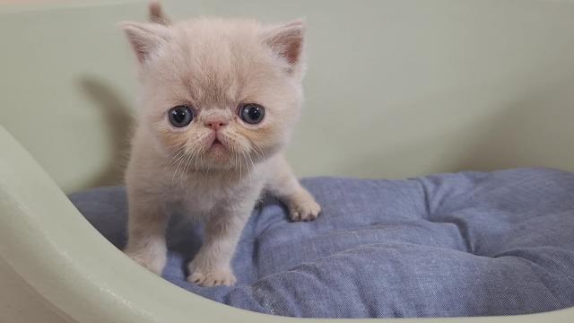 エキゾチックショートヘアー