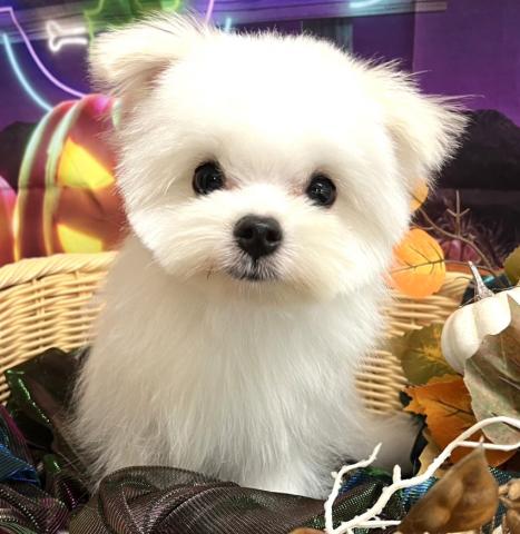 MIX