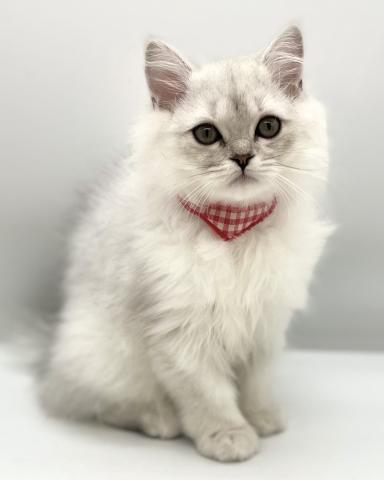 ペルシャ・ヒマラヤン