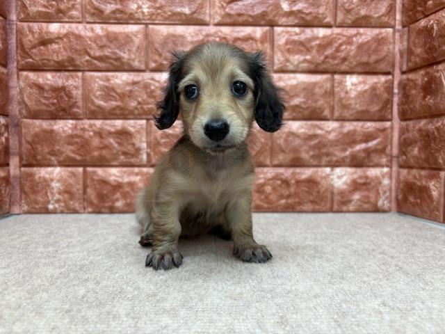 ミニチュアダックスフンド