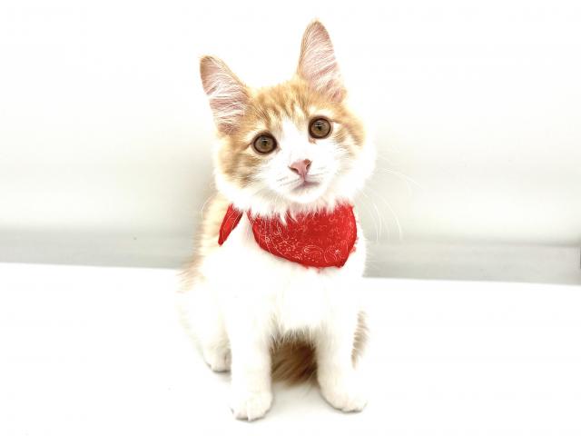 ノルウェージャンフォレストキャット