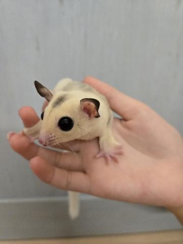 モザイク