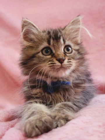 サイベリアン😻めちゃ可愛いサイベ兄妹✨
