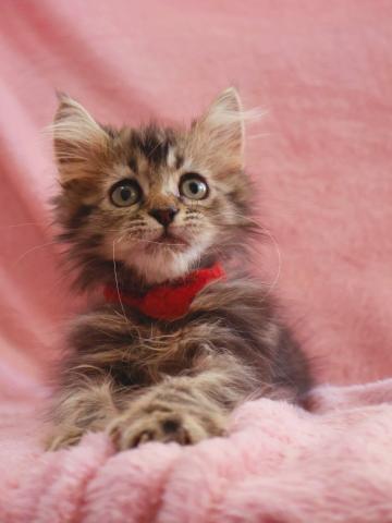 サイベリアン😻めちゃ可愛いサイベ兄妹✨