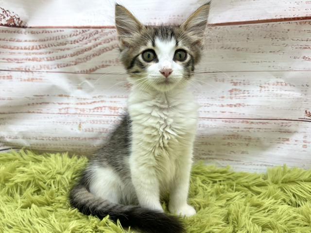 ノルウェージャンフォレストキャット