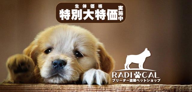 ブリーダー直販ペットショップ_ラジカル