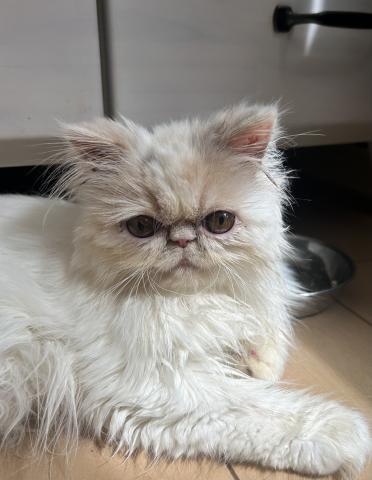 エキゾチックショートヘアー