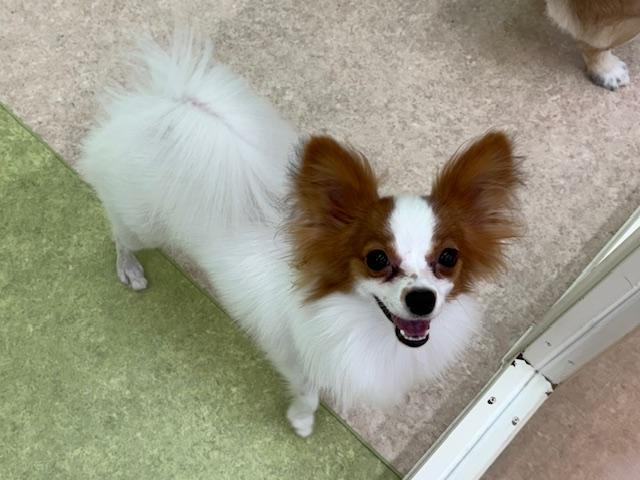 パピヨン