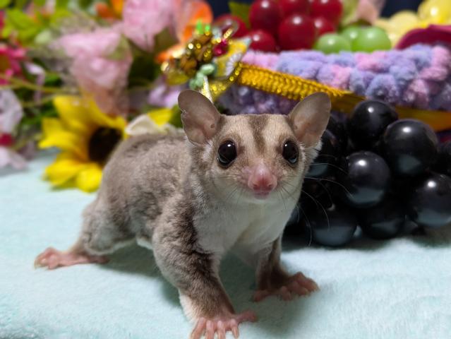 ストロベリノ