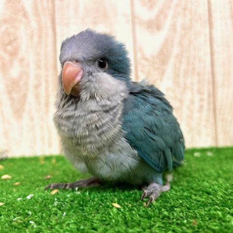 オキナインコ