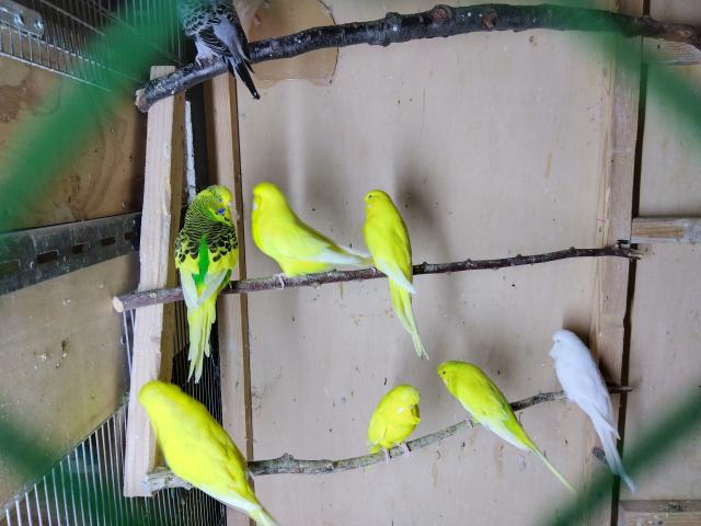 ジャンボセキセイ1歳前後の雄鳥