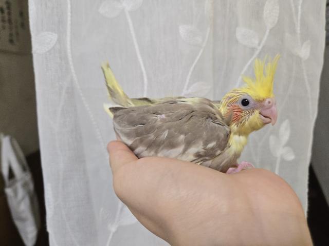 オカメインコ