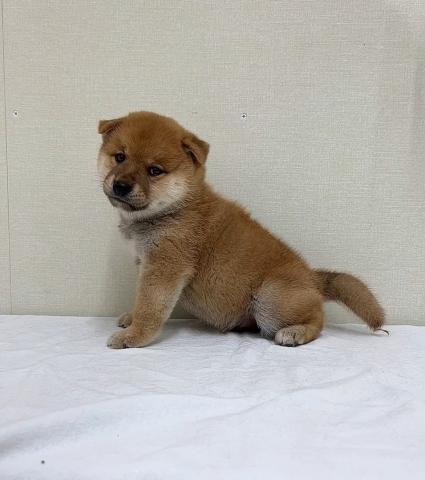 柴犬
