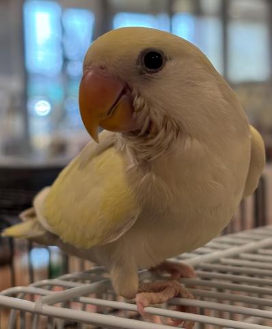 コザクラインコ