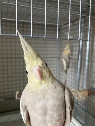 オカメインコシナモン