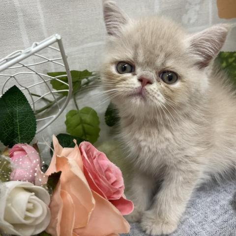 エキゾチックショートヘアー