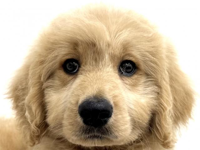 MIX