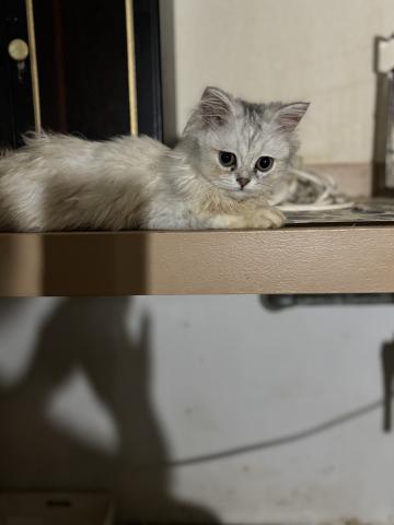 ペルシャ・ヒマラヤン