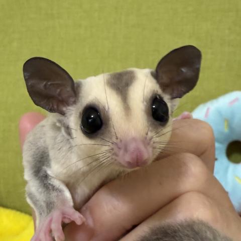 プラチナ