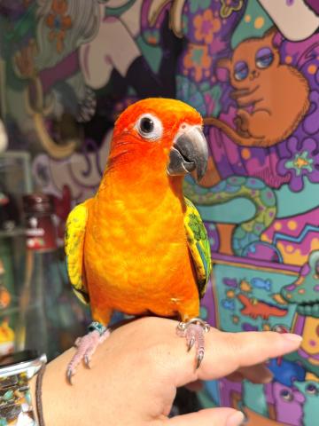 コガネメキシコインコ