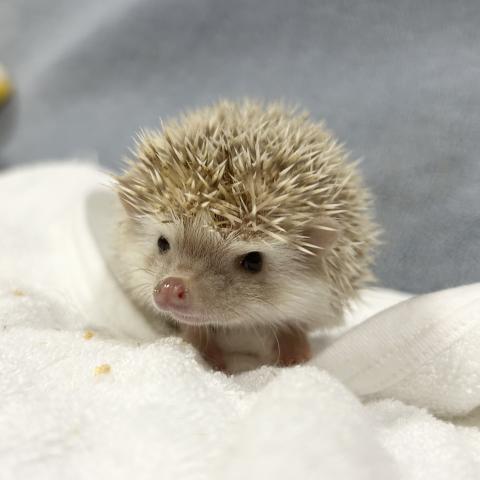 ハリネズミ