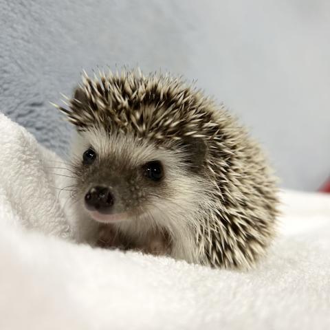ハリネズミ