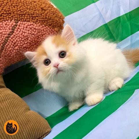 マンチカン