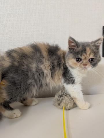 エキゾチックショートヘアー