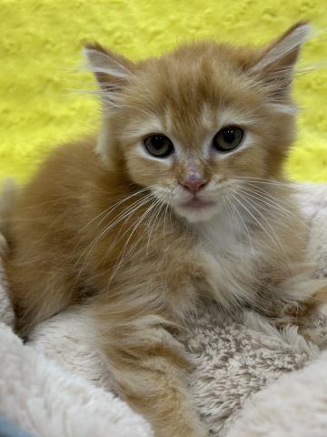 サイベリアン㊗️只今!! 子犬💕仔猫❣️最愛なる可愛いキャンペーン中‼️❤️ ㊗️只今!! 子犬💕仔猫❣️最愛なる可愛いキャンペーン中‼️❤️