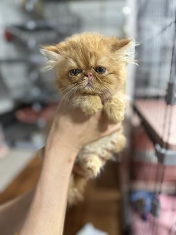 エキゾチックロングヘアー