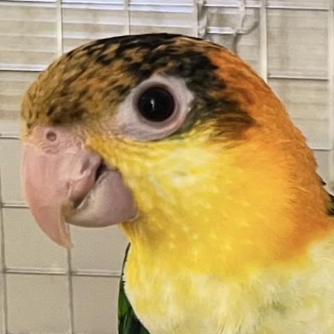 シロハラインコ