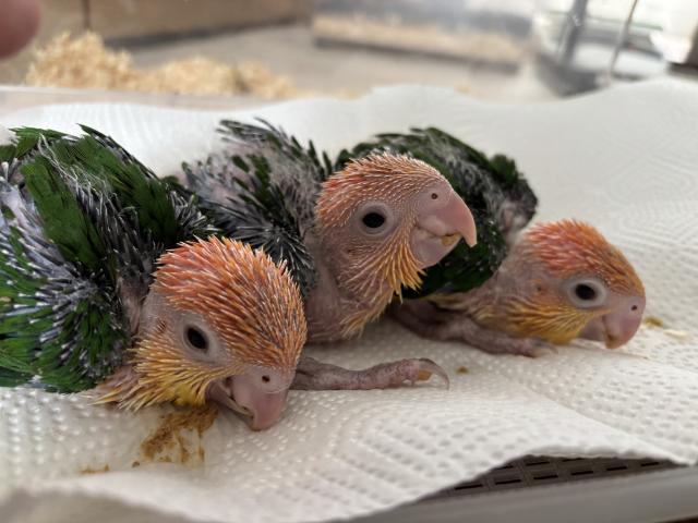 シロハラインコ